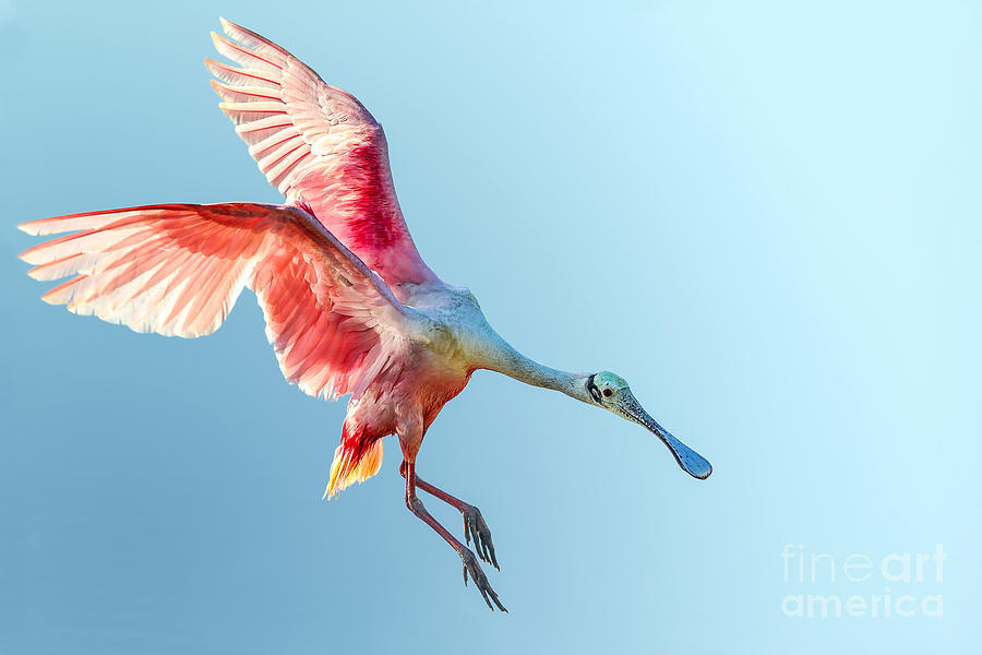 Feather Photograph - Roseate Spoonbill With Wings Flared by Floridastock