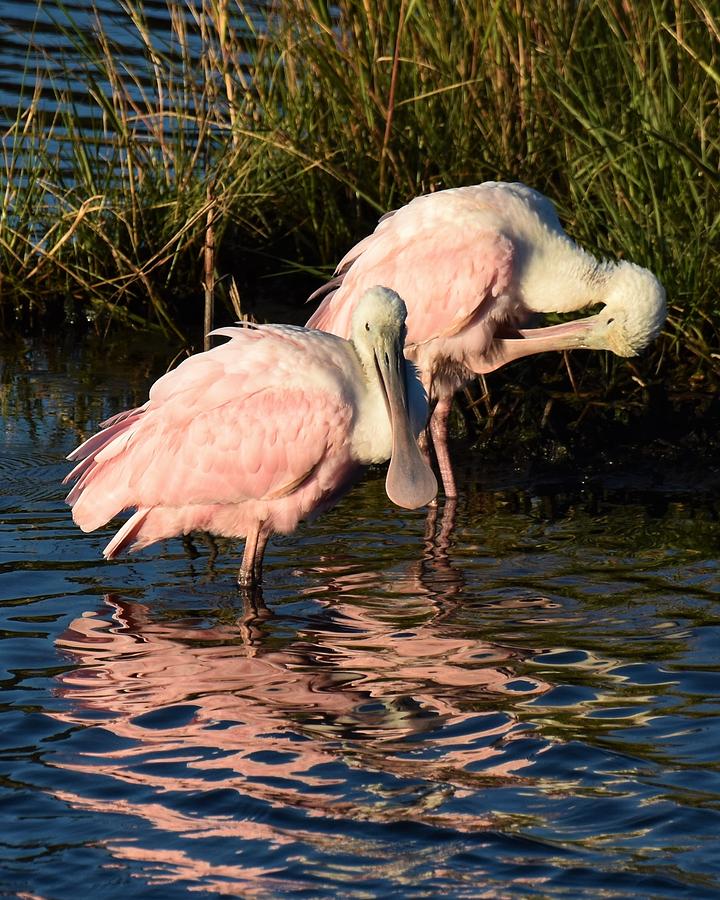 Roseate Spoonbills Photograph by Chip Gilbert