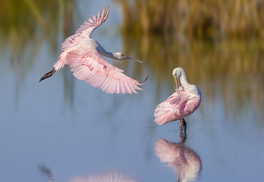Roseate Spoonbills Photograph by Mountain Cloud
