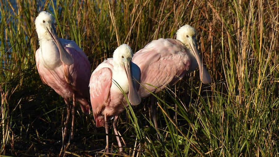 Roseate Spoonbills Resting Photograph by Chip Gilbert