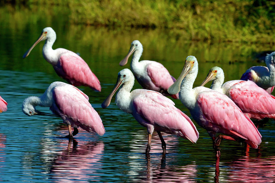 Roseate Spoonbills Photograph by Sally Weigand