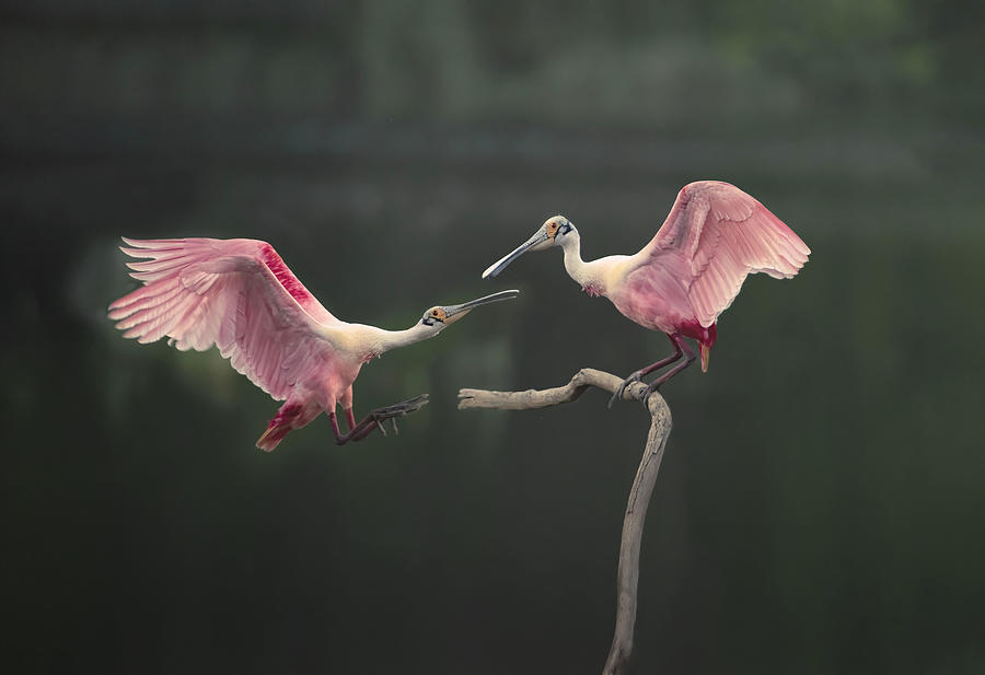 Wildlife Photograph - Roseate Spoonbils by Larry Deng