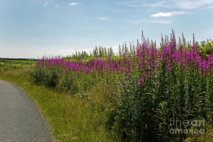 Rosebay Willowherb Flowers By Roadside Photograph by Science Photo Library Rosebay Willowherb Flowers By Roadside Photograph by Science Photo Library