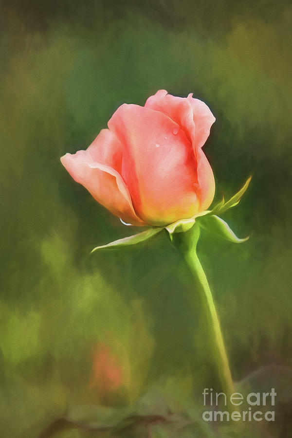 Rosebud After The Rain Digital Art by Sharon McConnell