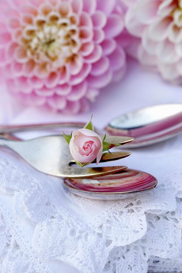 Rosebud On Fork On White Lace Doily And Pink Dahlia Flower In Background Photograph by Angelica Linnhoff