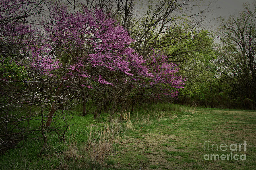 Rosebud Tree in Bloom - 2639 by Marvin Reinhart Rosebud Tree in Bloom - 2639 by Marvin Reinhart