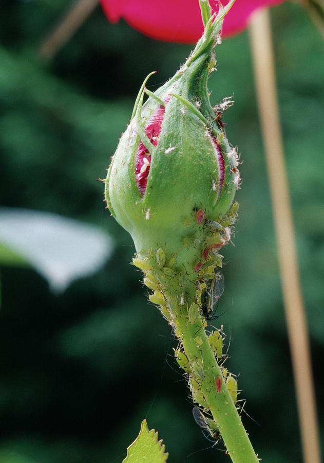 Rosebud With Aphids Photograph by Noun