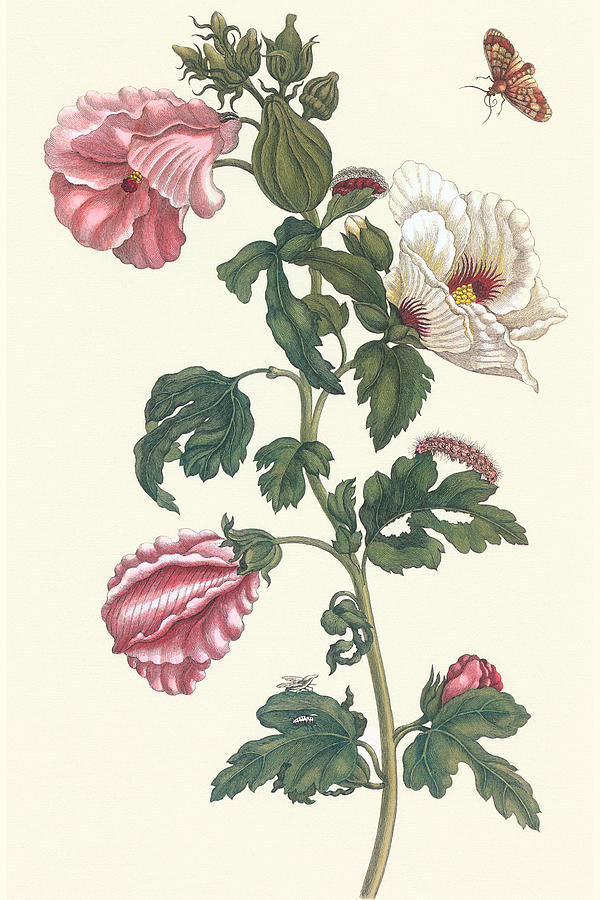 Roselle with Fall webworm Painting by Maria Sibylla Merian Roselle with Fall webworm Painting by Maria Sibylla Merian