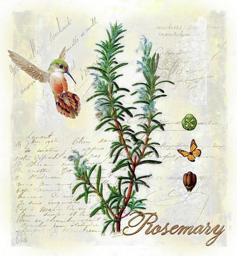 Hummingbird Digital Art - Rosemary Herb by Tina Lavoie