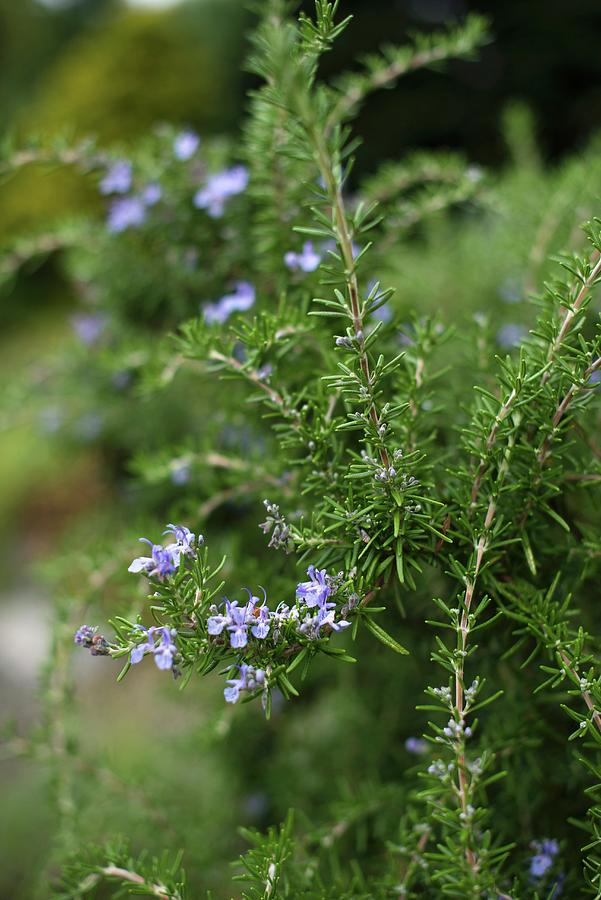 Rosemary In A Garden Photograph by Au Petit Gout Photography Llc