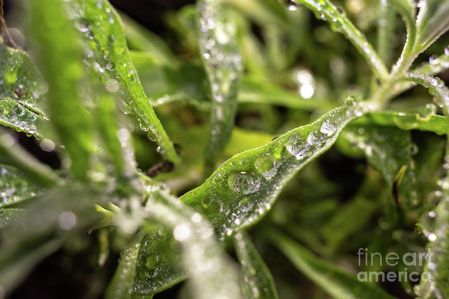 Rosemary macro, Rosmarinus officinalis, covered with drops of dew Photograph by Joaquin Corbalan