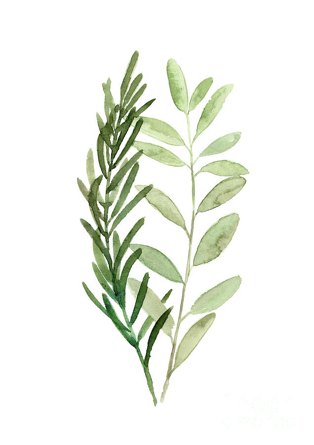 Rosemary Olive Sprigs Watercolor Poster Painting by Joanna Szmerdt