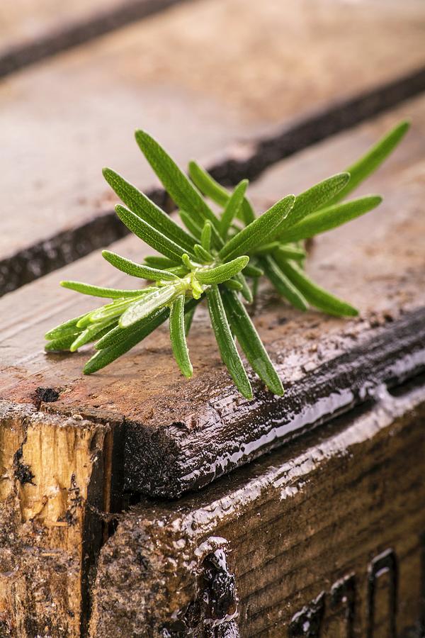 Rosemary On A Rustic Wooden Table Photograph by Chris Schfer