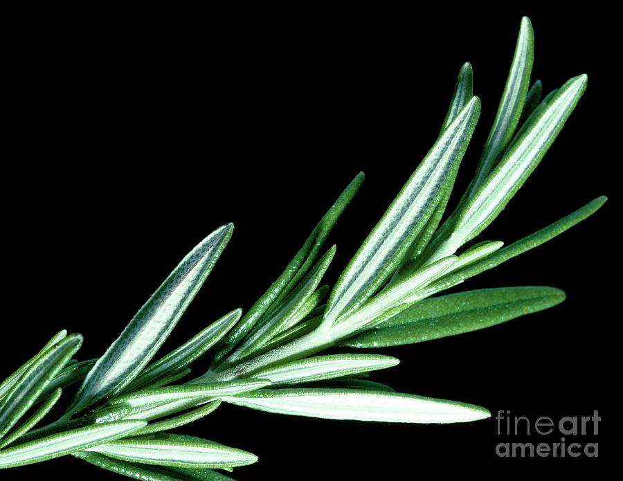 Rosemary Sprig With Leaves Photograph by Robert J Erwin/science Photo Library