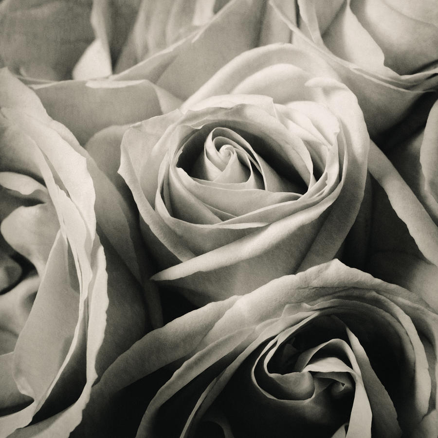 Roses Photograph by Anthony Saint James