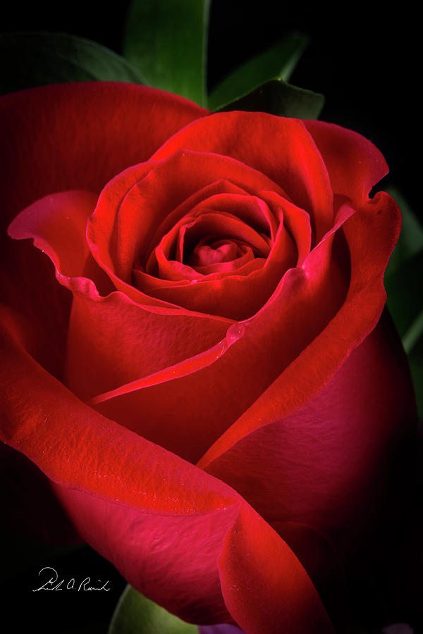 Roses Are Red 2 Photograph by Frederic A Reinecke