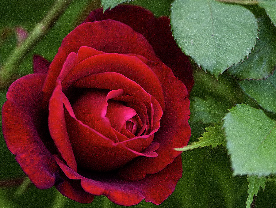 Roses Are Red and Don Juan Says So  Photograph by Kathy Clark