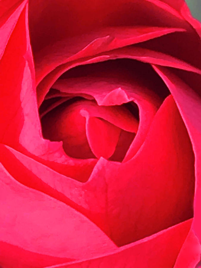 Nature Photograph - Roses Are Red by Art By ONYX