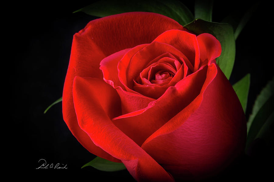 Roses Are Red Photograph by Frederic A Reinecke
