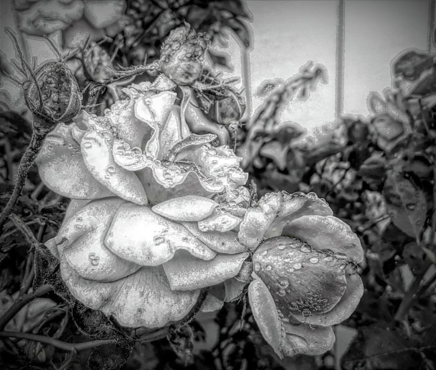 Roses black and white 82019 Digital Art by Cathy Anderson