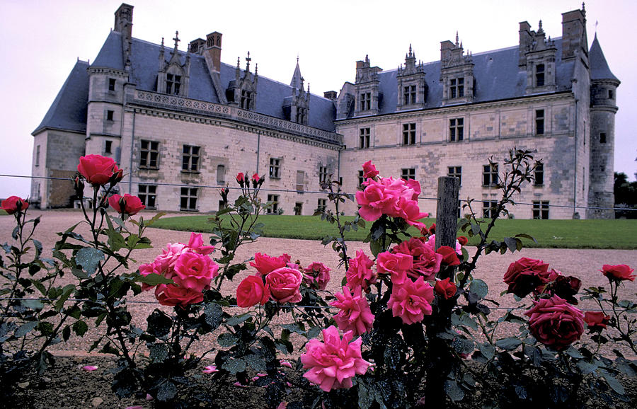 Roses Bloom At Amboise In France Photograph