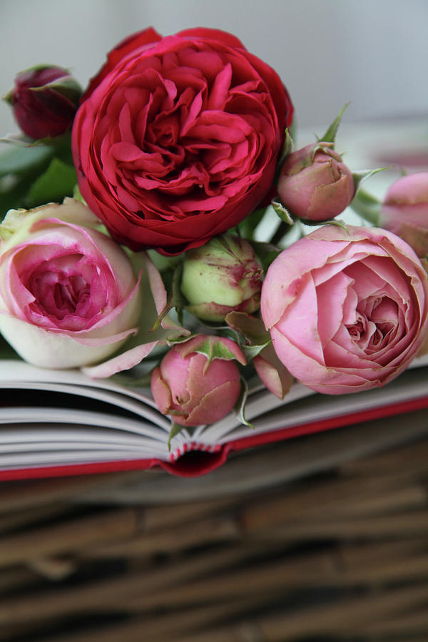 Book Photograph - Roses Decorating A Book by Sonja Zelano