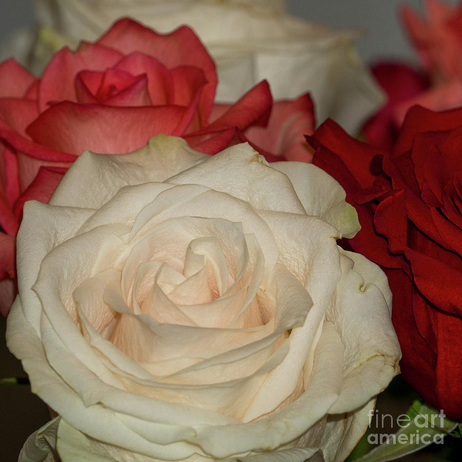 Roses everywhere by Annerose Walz Roses everywhere by Annerose Walz
