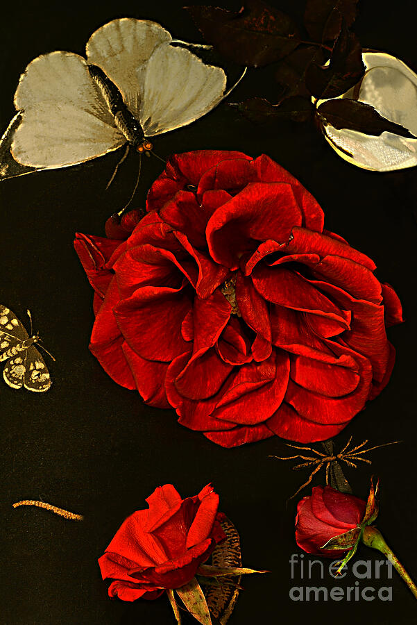 Roses From Ancient Times. Photograph