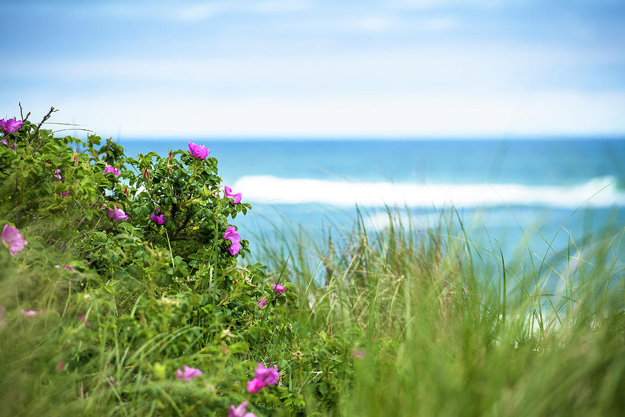 Roses Growing On Seashore Photograph by Cate Brown Roses Growing On Seashore Photograph by Cate Brown