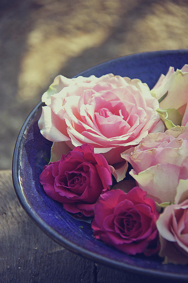 Roses In A Bowl Photograph by Helaine Weide