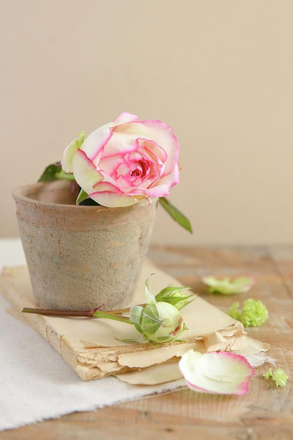 Roses In A Flower Pot On An Old Book Photograph by Sonia Chatelain