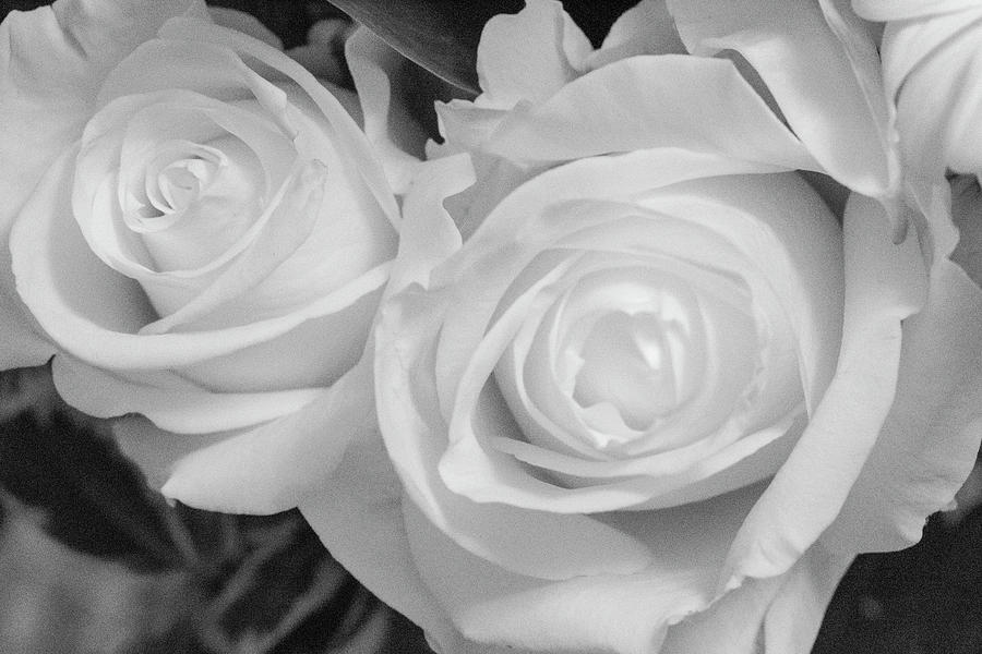 Rose Photograph - Roses in Black and White by Laura Smith