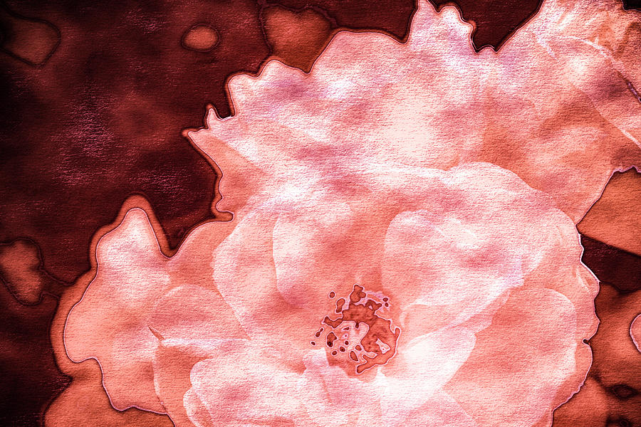 Rose Photograph - Roses In Coral Tones 08 by Anita Vincze