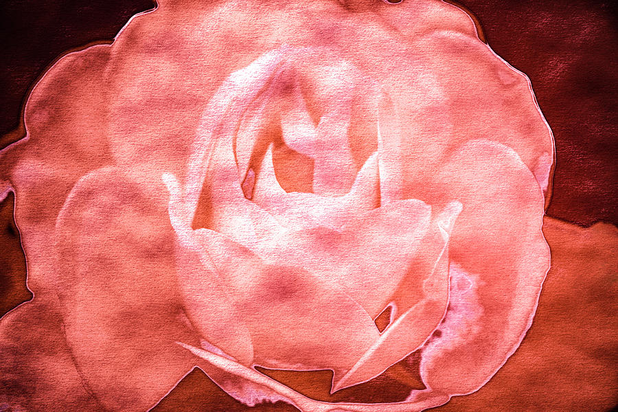Nature Photograph - Roses In Coral Tones 43 by Anita Vincze