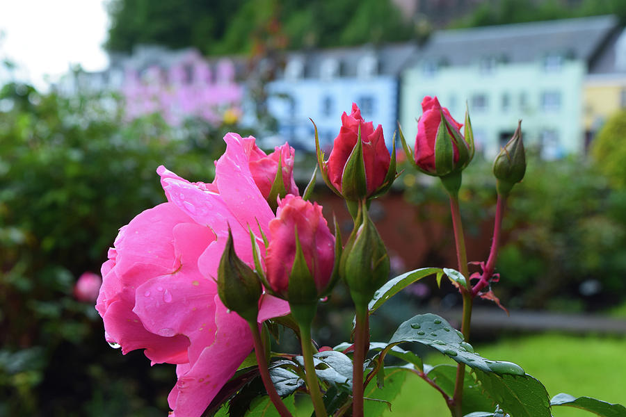 Roses In Portree Photograph