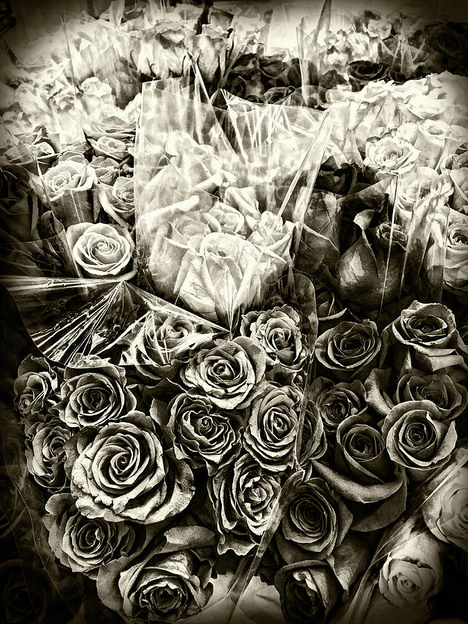Roses in Sepia Photograph by Sharon Popek