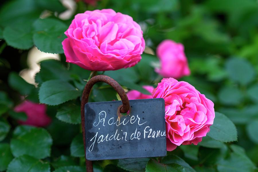 Roses In The Garden With Sign jardin De France Photograph by Lutt, Carine