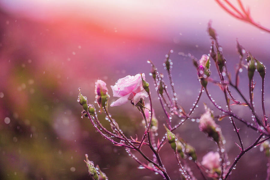 Roses in the Rain Photograph by Deborah Lund - Fine Art America