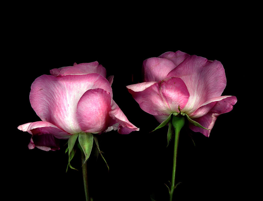 Roses Photograph by Inigo Cia
