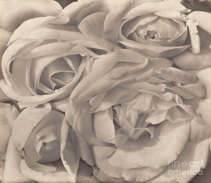 Tina Modotti Photograph - Roses, Mexico By Tina Modotti, 1924 Platinum Print by Tina Modotti