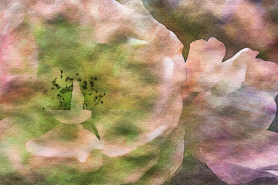 Nature Photograph - Roses On Canvas 14 by Anita Vincze