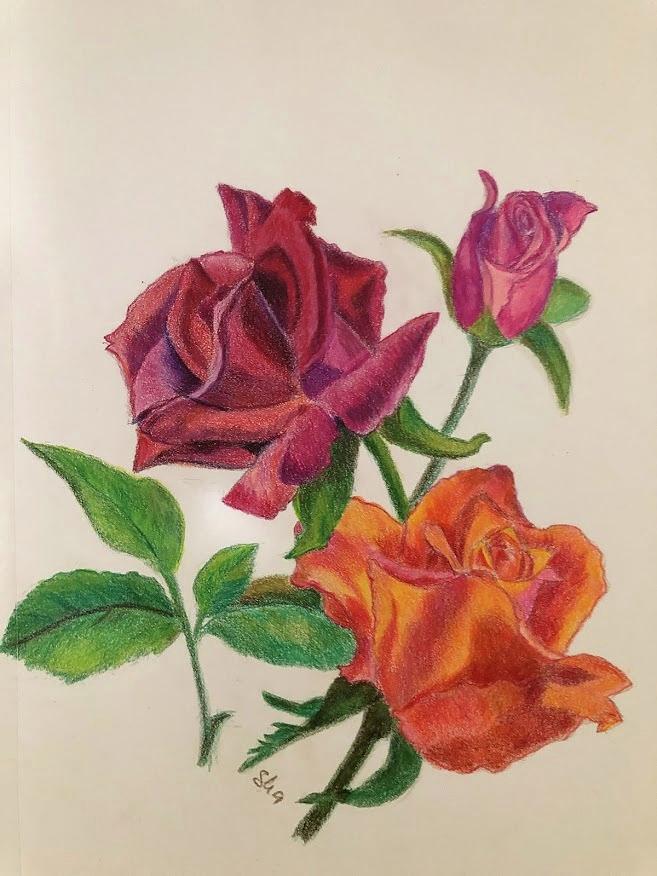 3 Roses - Coloured Pencil Drawing | Colored pencil drawing 1… | Flickr