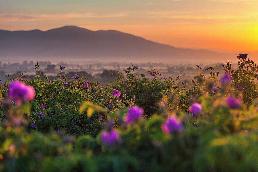 Roses Valley by Evgeni Dinev Roses Valley by Evgeni Dinev
