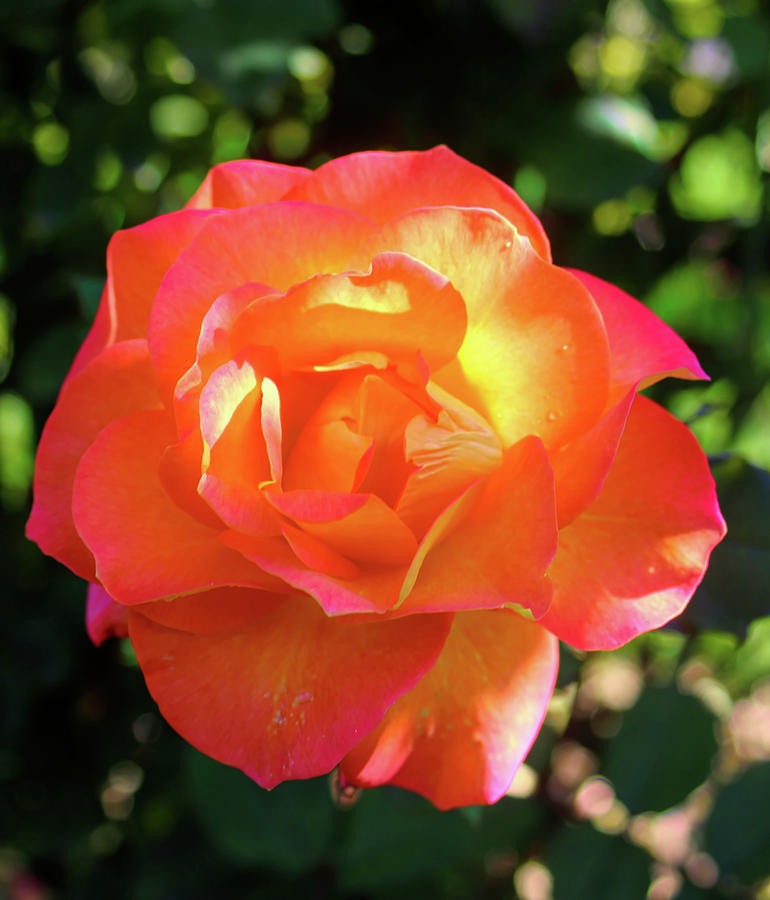 Rosey glow Photograph by Cathy Anderson