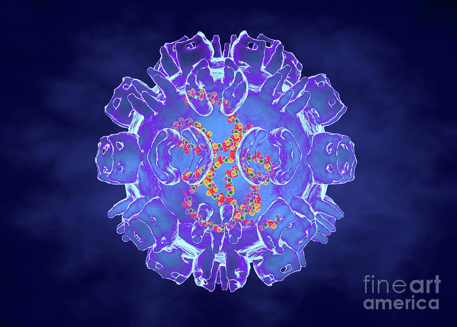 Ross River Virus Photograph By Roger Harris Science Photo Library