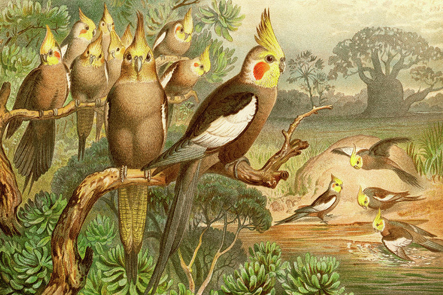 Rosy Cheeked Cockatiels or Cockatoo Painting by F.W.  Kuhnert