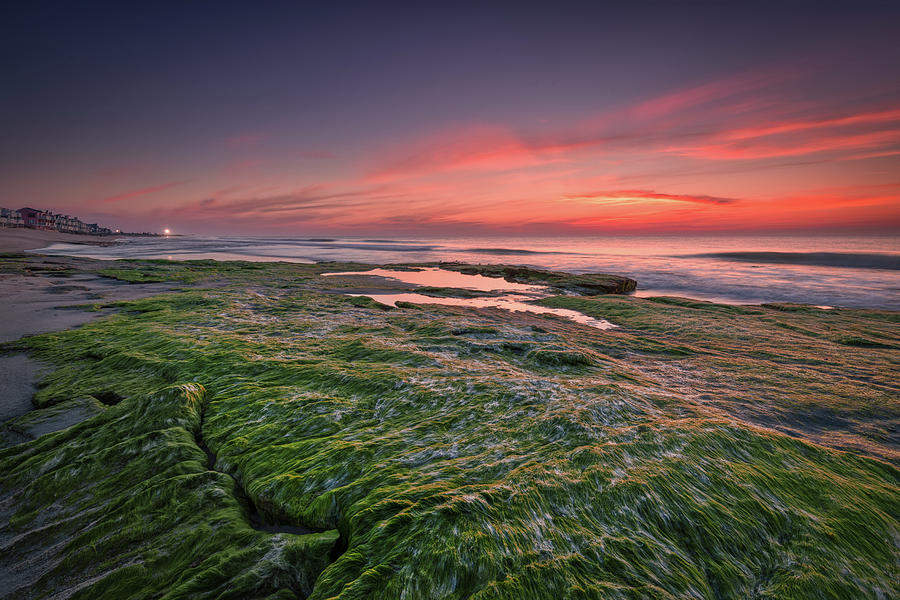 Rosy Coquina Photograph by Kate LeCates - Fine Art America