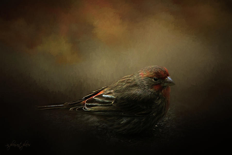 Rosy Feathers Digital Art by Joanna Kovalcsik