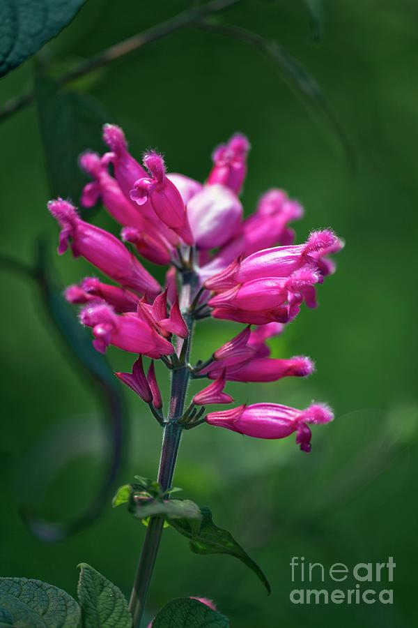 Summer Photograph - Rosy-leaf Sage (salvia Involucrata) by Dr Keith Wheeler/science Photo Library