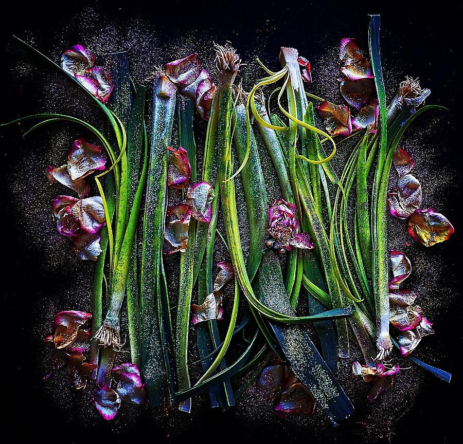 Rosy Leeks by Sarah Phillips Rosy Leeks by Sarah Phillips